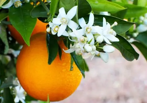 روش استفاده پوست مرکبات در آشپزی
