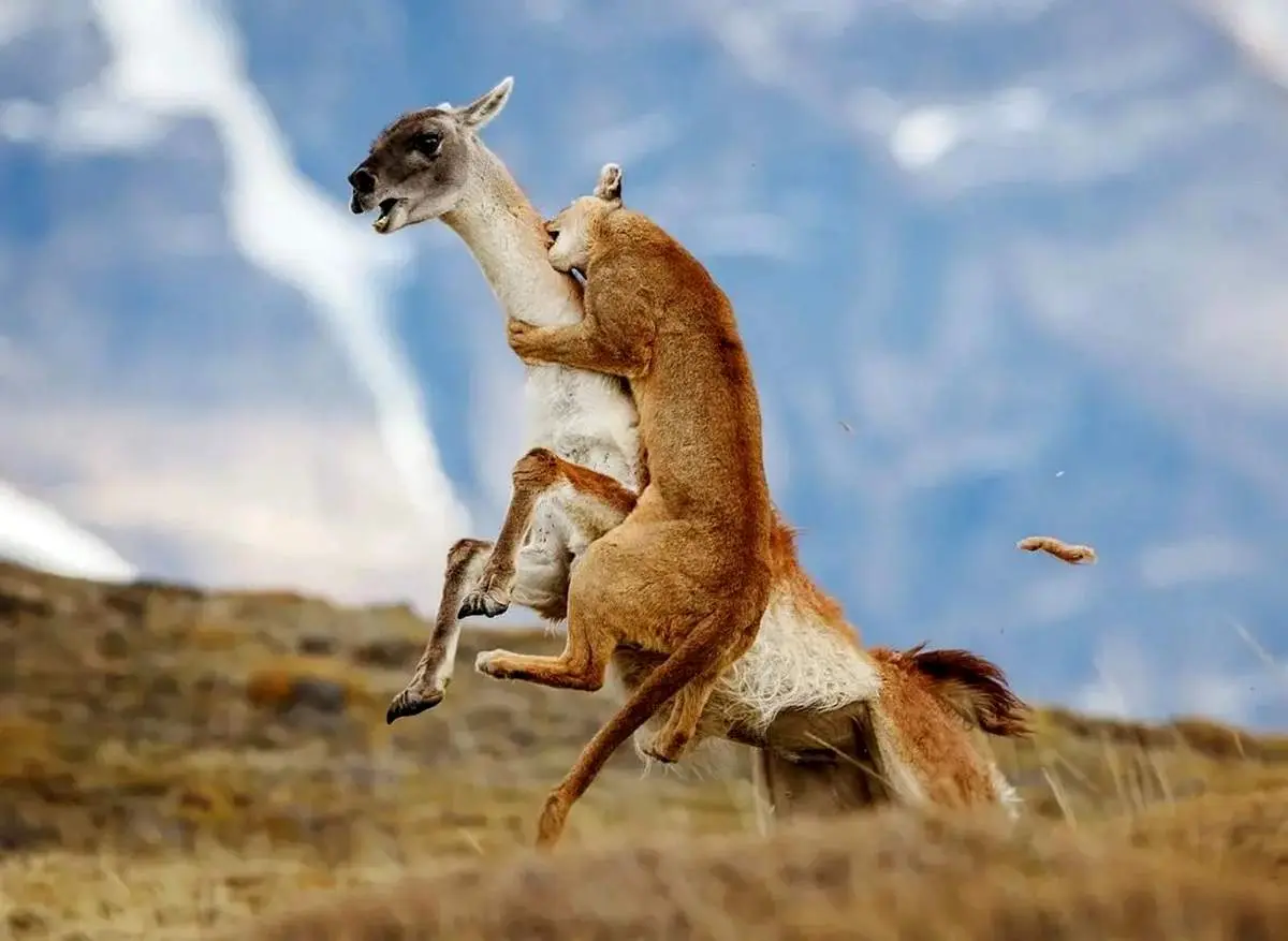 شاهکارهای عکاسی طبیعت که به مرحلۀ نهایی جایزه عکاسی سونی راه پیدا کردند + عکس
