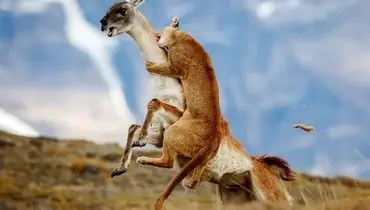 شاهکارهای عکاسی طبیعت که به مرحلۀ نهایی جایزه عکاسی سونی راه پیدا کردند + عکس
