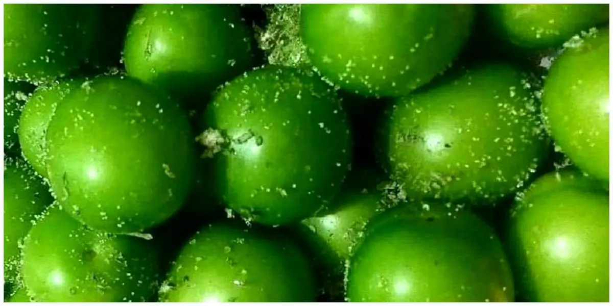 قیمت گوجه سبز سر به فلک گذاشت