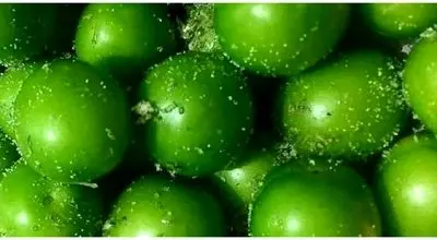 قیمت گوجه سبز سر به فلک گذاشت