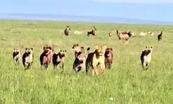 لحظه نجات شیر ماده از محاصره کفتارها/ویدیو 