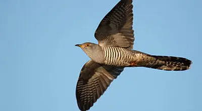 رفتار جالب کوکو؛ چرا تخم‌هایش را در لانه کلاغ می‌گذارد؟

