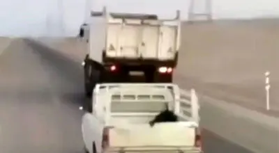 نشستن یک خانم بر روی کاپوت پیکان وانت در اتوبان! + فیلم


