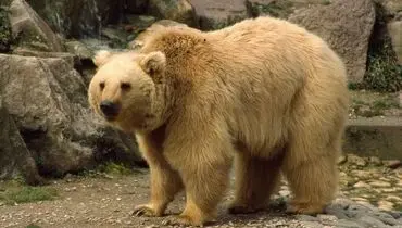 لحظه عجیب ​سیلی محکم یک خرس ساوالان به صورت یک گردشگر زن