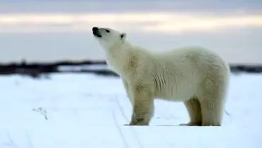 لحظه تماشایی خرس قطبی درحال  شکار فوک+فیلم