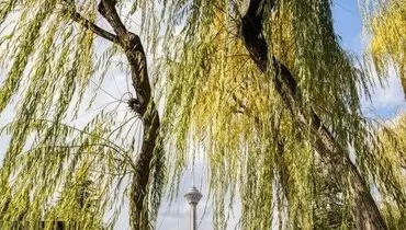 افزایش نسبی دما در تهران
