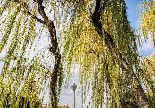  غرب کشور بارانی می‌شود
