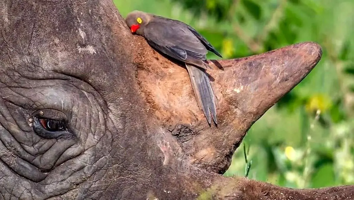 رابطه شگفت‌انگیز پرنده‌های خون‌خوار با کرگدن‌ها

