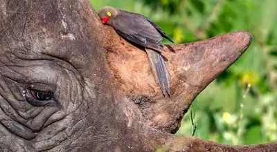 رابطه شگفت‌انگیز پرنده‌های خون‌خوار با کرگدن‌ها

