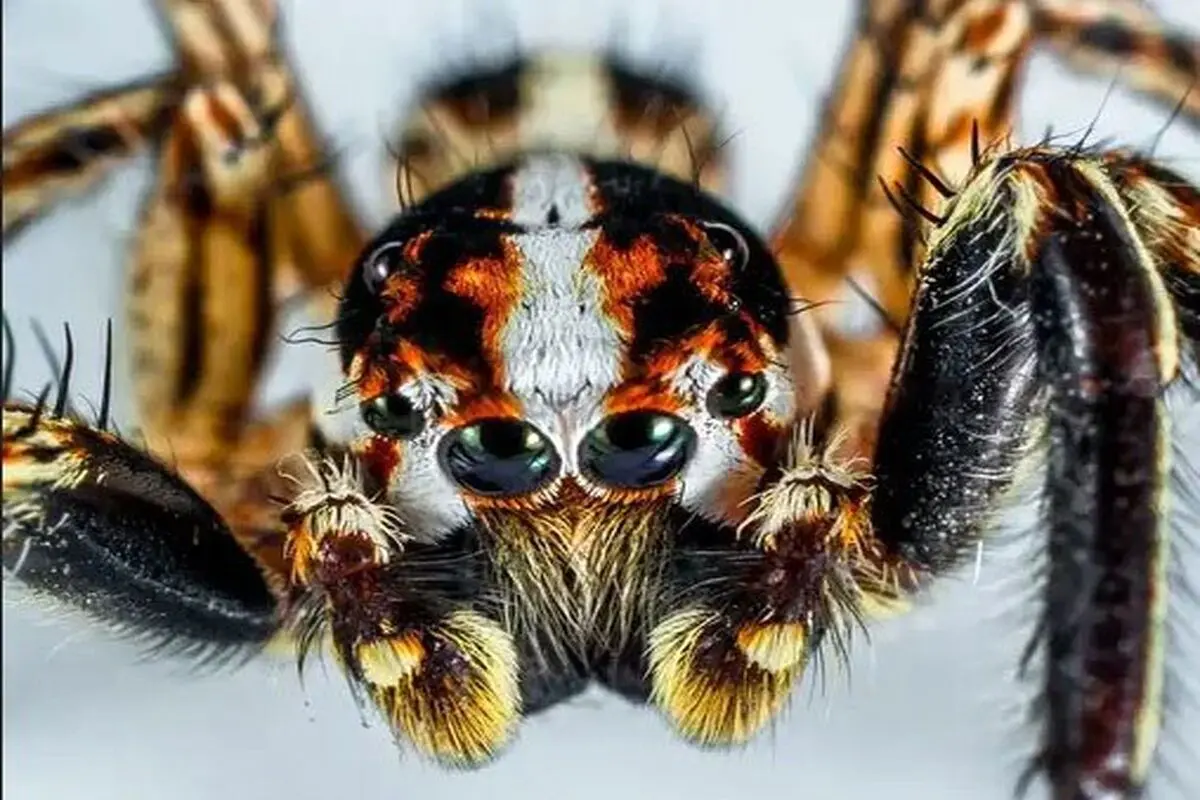 هر آنچه باید درباره عنکبوت های چشم فرفره ای بدانید+ فیلم