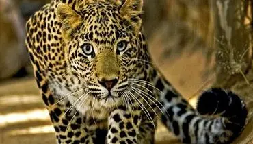 سرعت باورنکردنی پلنگ در بالابردن لاشه ایمپالا + فیلم