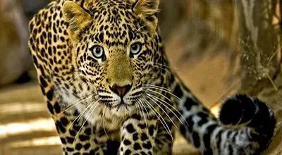 سرعت باورنکردنی پلنگ در بالابردن لاشه ایمپالا + فیلم