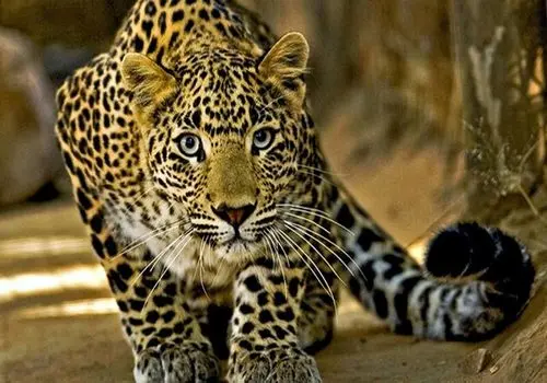 سرعت باورنکردنی پلنگ در بالابردن لاشه ایمپالا + فیلم