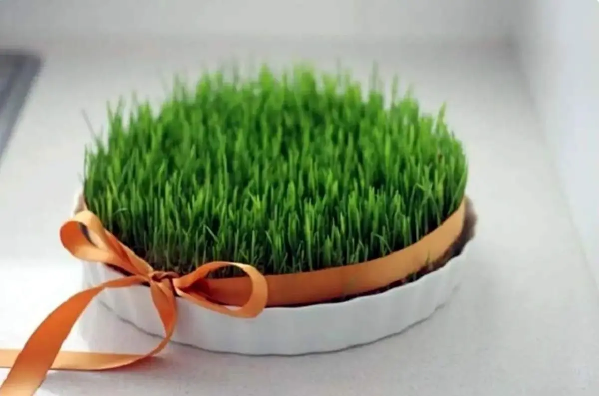 سبزه رویایی عید رو خودت بکار!