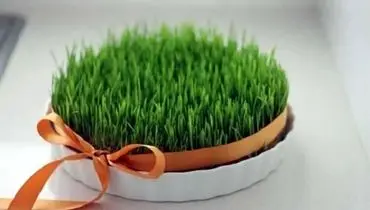 سبزه رویایی عید رو خودت بکار!