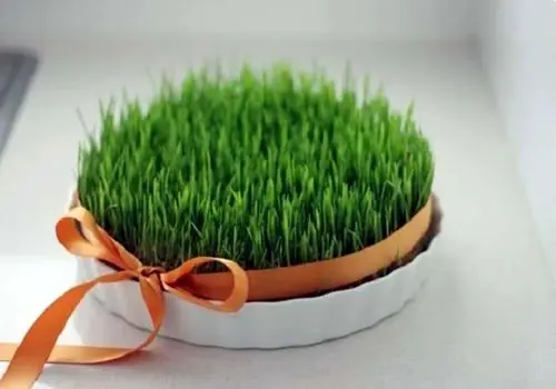 نرخ خرید تضمینی گندم اعلام شد