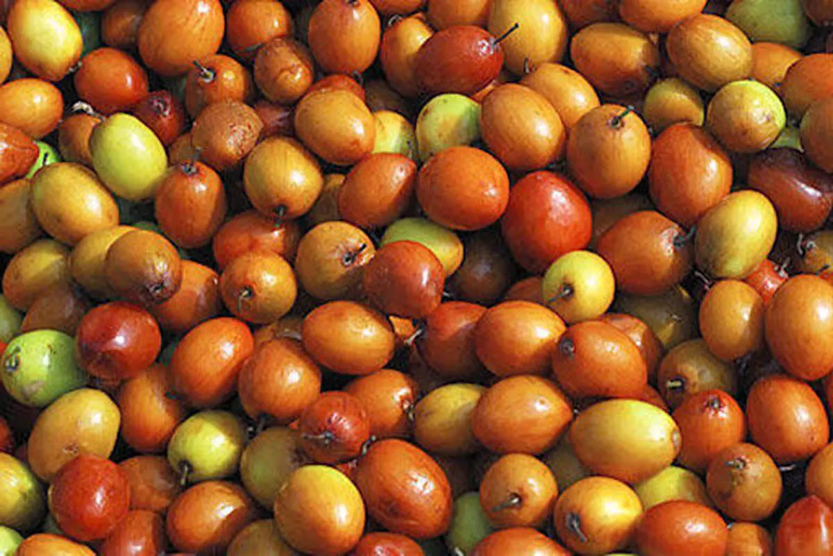 این دانه ضداضطراب را در شرایط‌بحرانی مصرف کنید