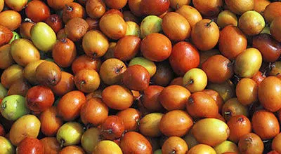 این دانه ضداضطراب را در شرایط‌بحرانی مصرف کنید