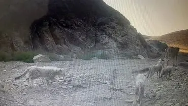 گشت و گذار یک قلاده یوزپلنگ آسیایی در سمنان+ فیلم