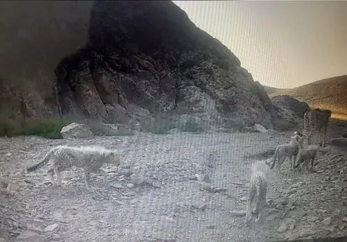 آخرین فرصت برای نجات یوزپلنگ آسیایی