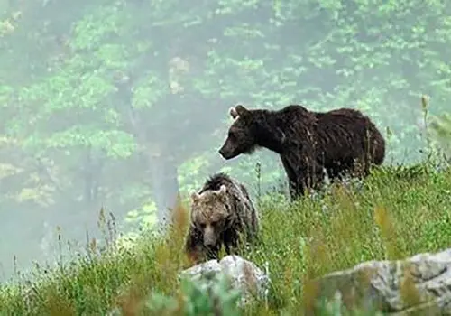مشاهده خرس قهوه‌ای و ۲ توله‌اش در اقلید