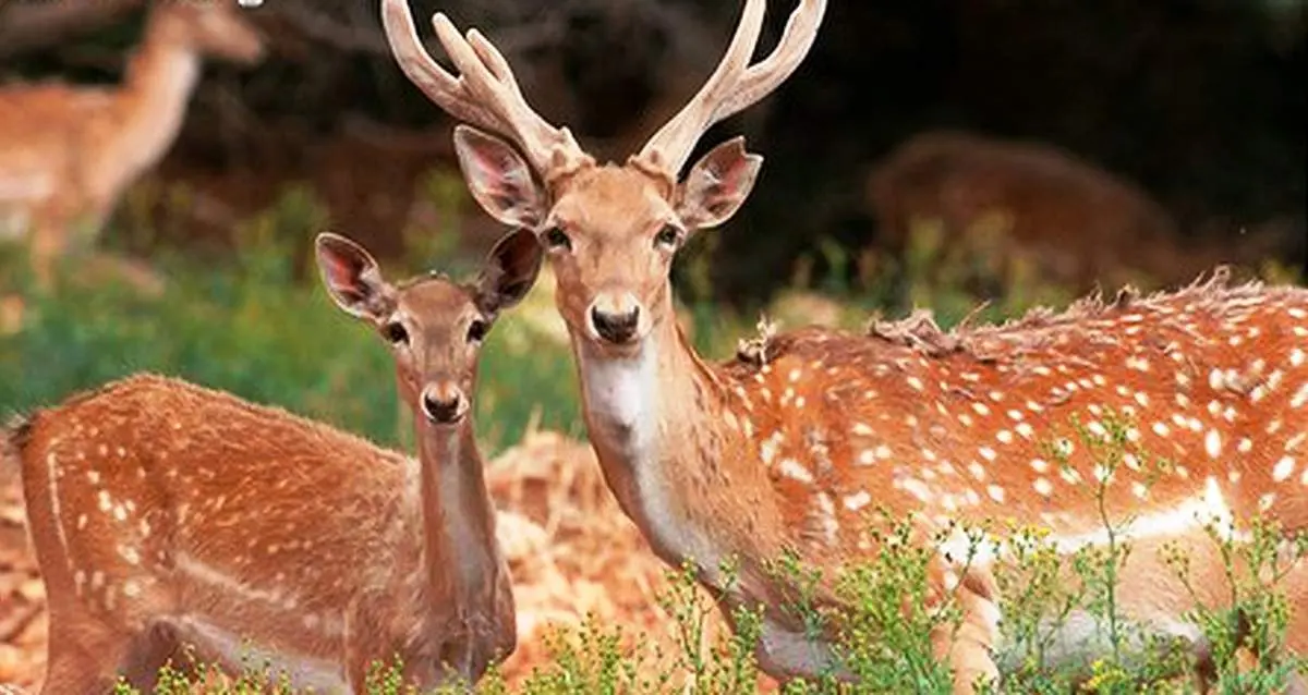 تصاویری تماشایی از زندگی رو به جریان گوزن زرد ایرانی + فیلم