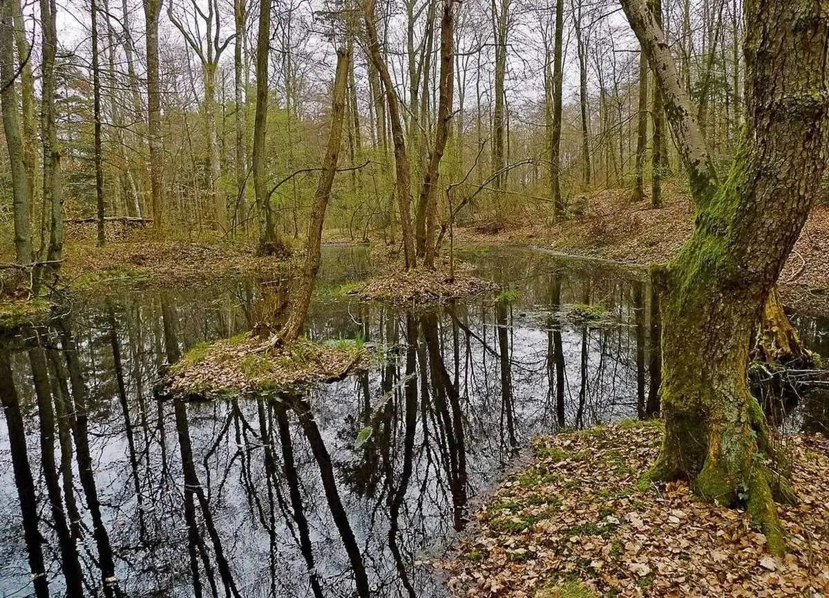 کشف سکه‌های طلای ۲۳۰۰ ساله در دل باتلاق + عکس