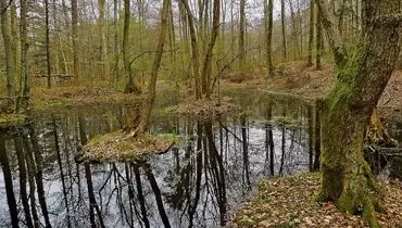 کشف سکه‌های طلای ۲۳۰۰ ساله در دل باتلاق + عکس