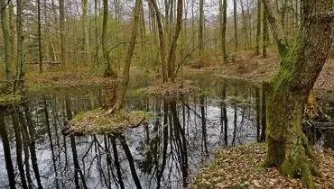 کشف سکه‌های طلای ۲۳۰۰ ساله در دل باتلاق + عکس