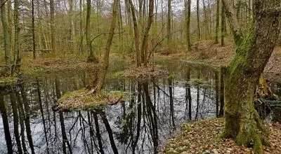 کشف سکه‌های طلای ۲۳۰۰ ساله در دل باتلاق + عکس