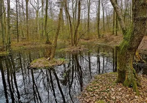 کشف سکه‌های طلای ۲۳۰۰ ساله در دل باتلاق + عکس