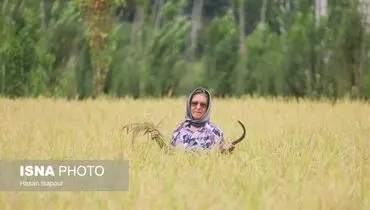 قیمت واقعی برنج در بازار چقدر است؟