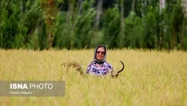 قیمت واقعی برنج در بازار چقدر است؟