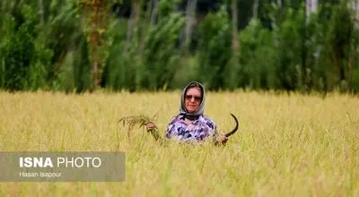 قیمت واقعی برنج در بازار چقدر است؟