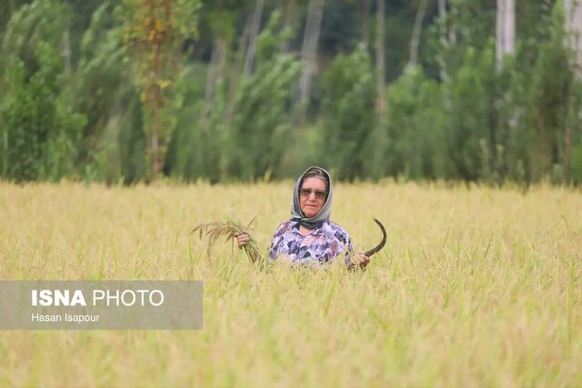 قیمت واقعی برنج در بازار چقدر است؟