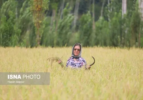 قیمت روز برنج ایرانی