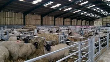 قیمت دام زنده امروز ۵ آبان 1404 / گوساله ارزان شد + جدول