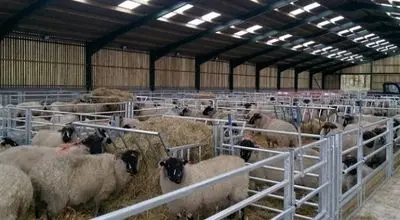 قیمت دام زنده امروز ۵ آبان 1404 / گوساله ارزان شد + جدول