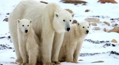 لحظه دیدنی پذیرش توله خرس کوچک توسط خرس قطبی + فیلم
