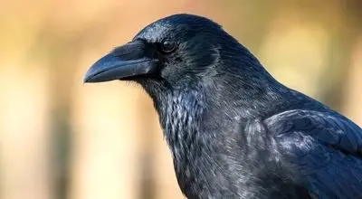 رمزگشایی از یک معمای عجیب!زمانی که یک کلاغ می‌میرد، کلاغ‌های دیگر دور او جمع می‌شوند!/ویدیو 