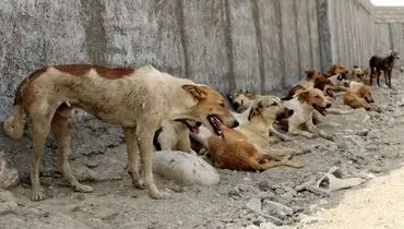 زشت ترین سگ دنیا را ببینید+ عکس