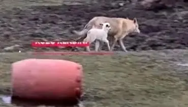 تصاویر دوستی عجیب گرگ و بره جلب توجه کرد/ویدیو
