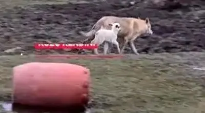 تصاویر دوستی عجیب گرگ و بره جلب توجه کرد/ویدیو