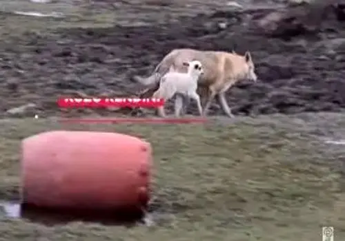 تصاویر دوستی عجیب گرگ و بره جلب توجه کرد/ویدیو