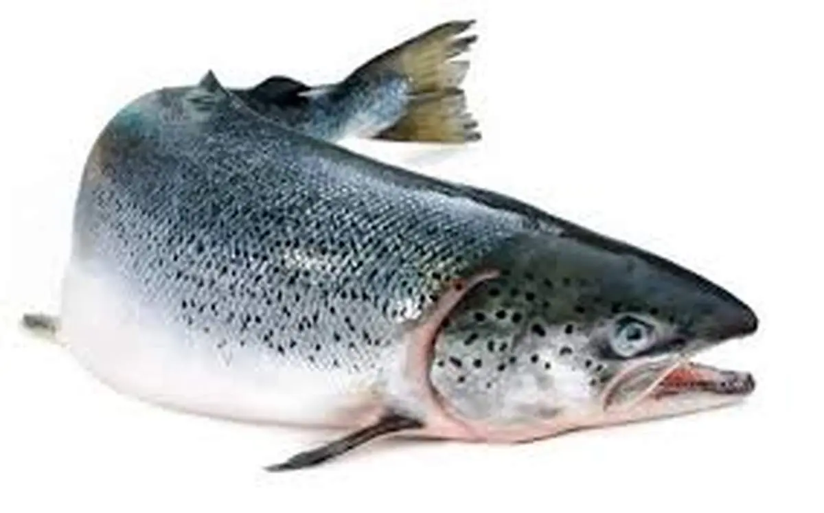 جهش بزرگ در تولید قزل آلا 
