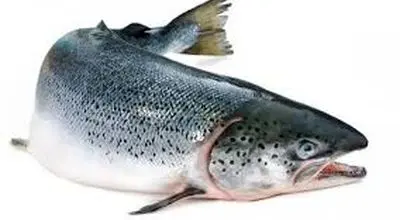 جهش بزرگ در تولید قزل آلا 
