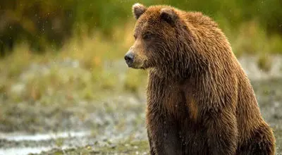 طبیعت‌گرد‌ها این توصیه را جدی بگیرند