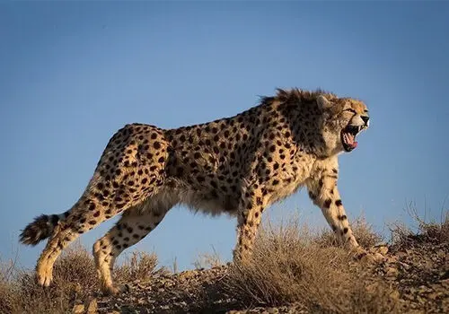 آخرین فرصت برای نجات یوزپلنگ آسیایی