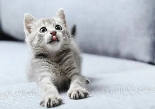 5 وسیله ضروری برای نگهداری از گربه در خانه